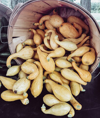 Squash in a basket