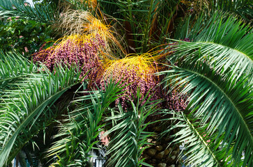 Dates - Palm fruits on a background of green leaves. Horizontal orientation. Selective focus.