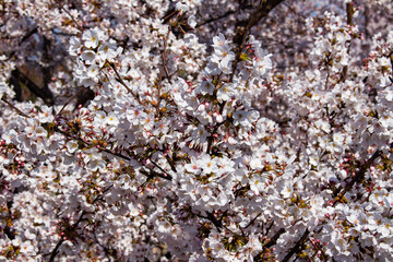 cherry blossom in spring