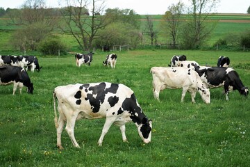 cows in a field