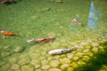 Koi carp in a japanese garden pond