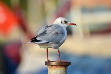 Beautiful seagull standing on a iron