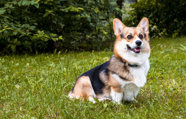 Beautiful tricolor Pembroke corgi on a green background. Dog is walking in the park