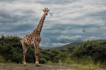 Giraffe