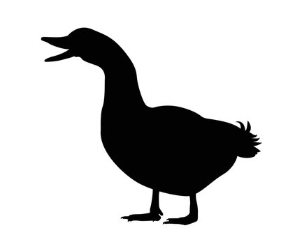 Duck black silhouette vector on a white background.Duck vector icon.the figure shows the duck.