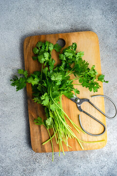 Fresh coriander herb