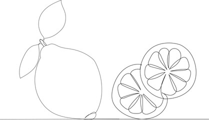 lemon one line drawing, sketch vector