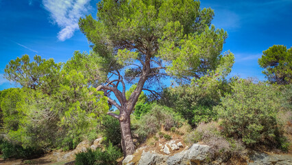 pin en gros plan en Provence