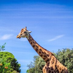girafe dans un parc animalier	