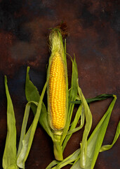 Close-up of sweet ripe golden corn cob on black background. Dark low key photo. Flat lay composition. Copy space.