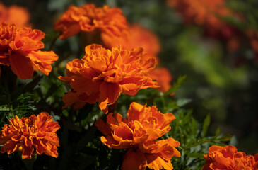 Selective Focus on brilliant spring flowers of colorful garden.