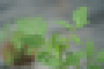 abstract background consisting of triangles. Gradient color green.