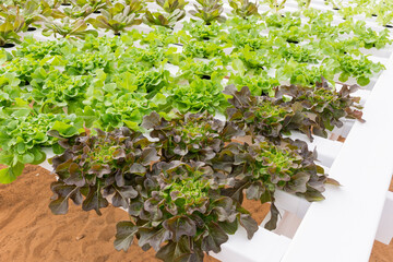 Plantação de alface hidropônico 