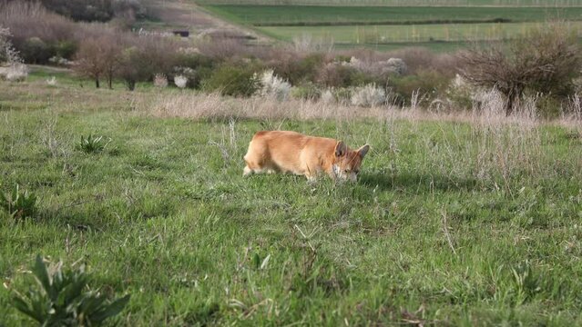welsh corgi dog on a summer walk in the grass