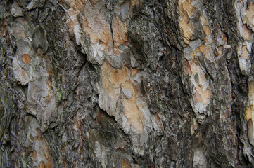 Pine bark. Texture of old wood. Beautiful background pattern.Nature.