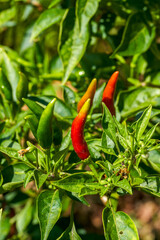 Close-up of fresh peppers grown in an agricultural estate