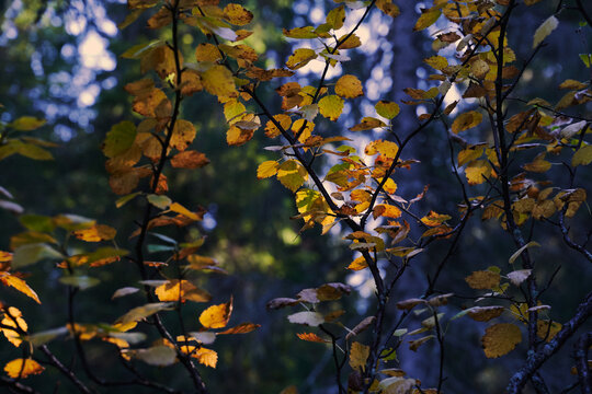 Image of birch leaves from a trip to the Svartdalstjerne Lakes, a forest nature reserve of the Totenaasen Hills, Oppland, Norway, at autumn of the year 2022.