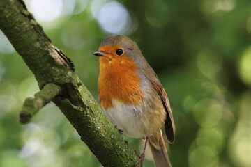 A Robin Redbreast sitting on a small branch of a tree. This photo has been taken in a forest in Preston, Lancashire. These birds are often associated with Christmas.