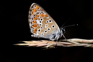 Brown argus butterfly on a grass blade, black background