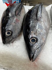 Thon blanc germon de l'atlantique de ligne