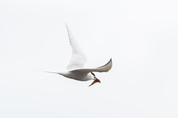 flying arctic tern with fish in beak