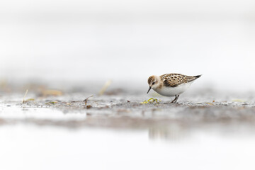 A little stint (Calidris minuta) foraging during fall migration.