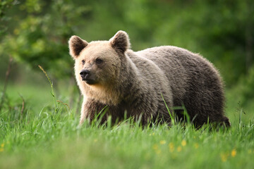 Obraz premium Young female brown bear side view walking in the meadow in the forest