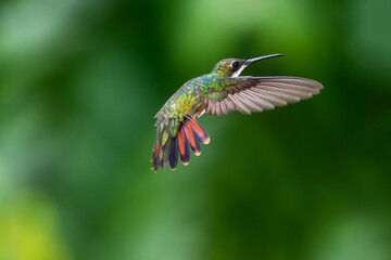 Colorful Black-throated Mango hummingbird in flight with wings spread and tail flared.