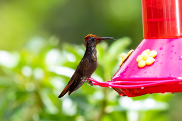 Molting and disheveled looking Ruby Topaz hummingbird sitting on a feeder with his tongue out. 