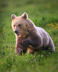 Obraz premium Young female brown bear runing ahead in the meadow in the forest