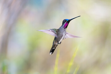 Tropical hummingbird with ruby throat, Long-billed Starthroat hovering with a soft pastel...