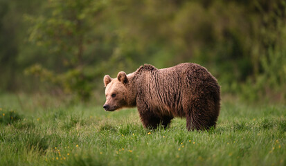 Young female brown bear side view posing in the meadow in the forest