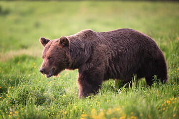 Old male brown bear walking ahead in meadow in the evening forest