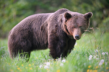 Old male brown bear side view in dandelion meadow in the evening forest