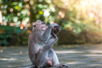 Monkey is sitting on a floor