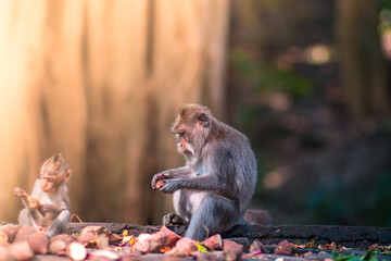 Monkeys in monkey forest in Bali