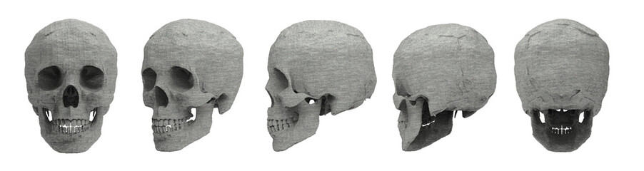 3d rendered illustration of the female skull bone