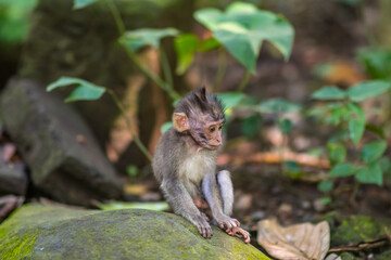 Monkeys in monkey forest in Bali
