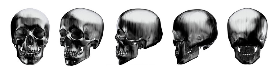 3d rendered illustration of the female skull bone
