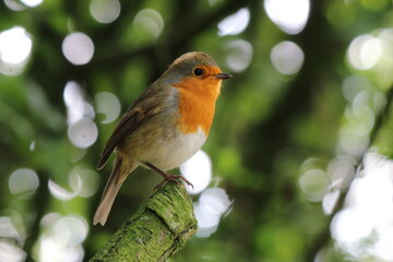 A Robin Redbreast sitting on a small branch of a tree. This photo has been taken in a forest in Preston, Lancashire. These birds are often associated with Christmas.