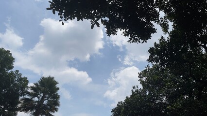 Obraz premium Cute clouds and trees and a beautiful sky