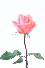 Obraz premium Orange rose on white background
