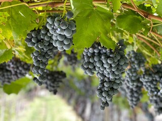 Uva nera per un buon vino rosso