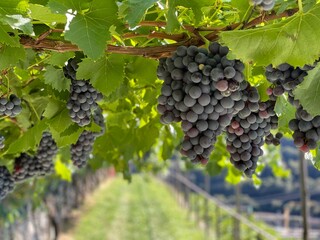 Grappoli d'uva pronti alla vendemmia
