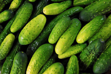 fresh green cucumbers