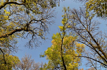 View of the tops of a colorful autumn forest with beautiful branched trees with lots of yellow, green and brown leaves, Sofia, Bulgaria 