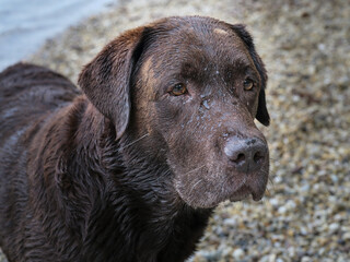 Labrador retriever close up portrait