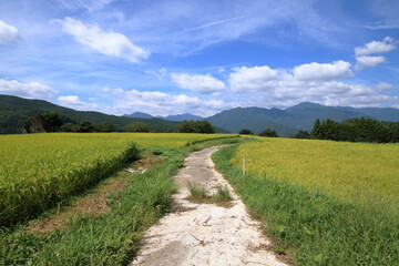吉延の棚田を歩く　秋　（高知県　本山町）