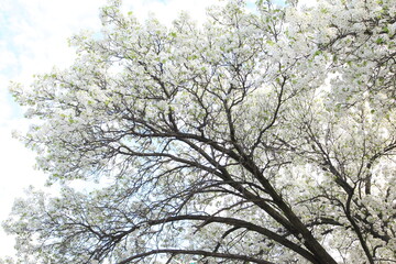 SAKURA against blue sky