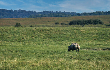 rhino in the field